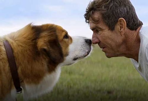 QUA LA ZAMPA! (A Dog’s Purpose) – Recensione